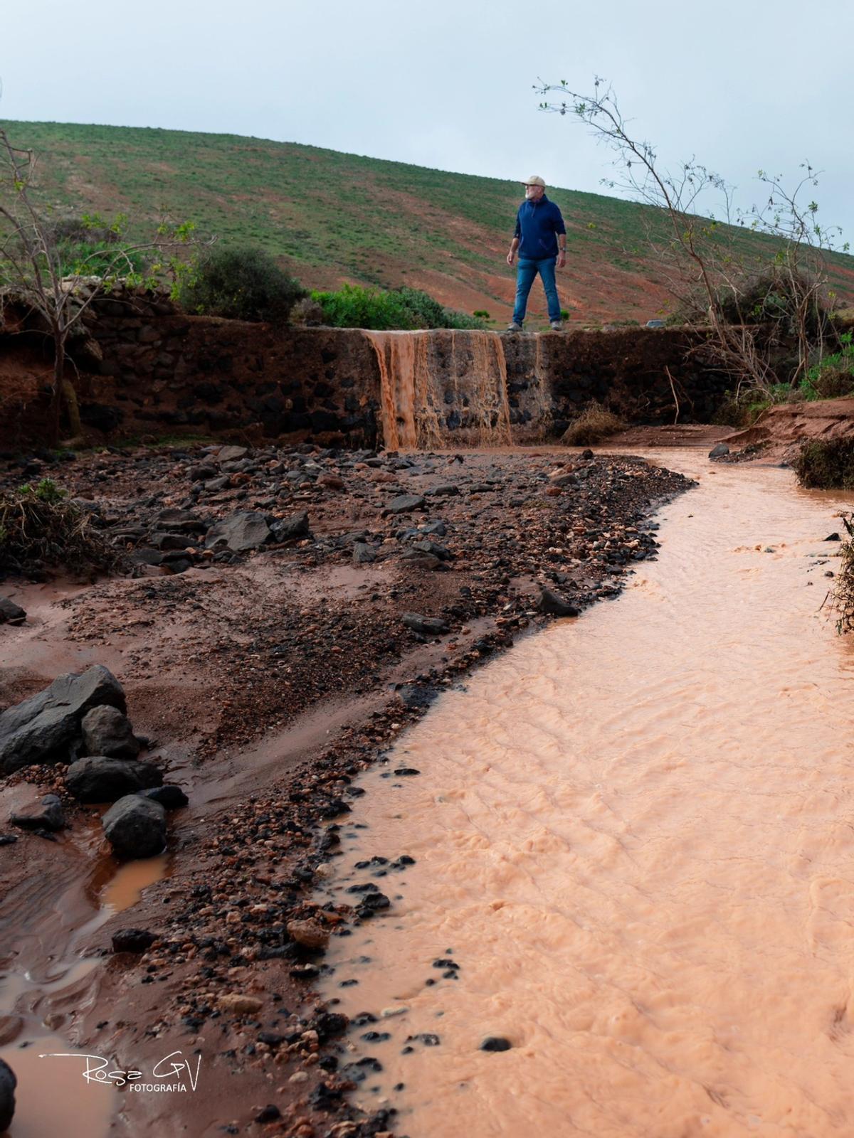 Teguise se cubre de verde tras las últimas lluvias de 2025 en Lanzarote