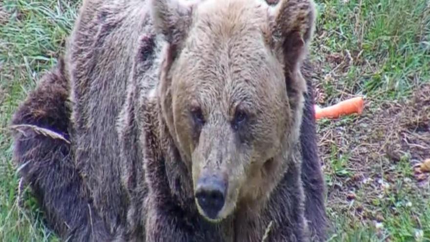 Las últimas imágenes de Tola grabadas por la Fundación Oso