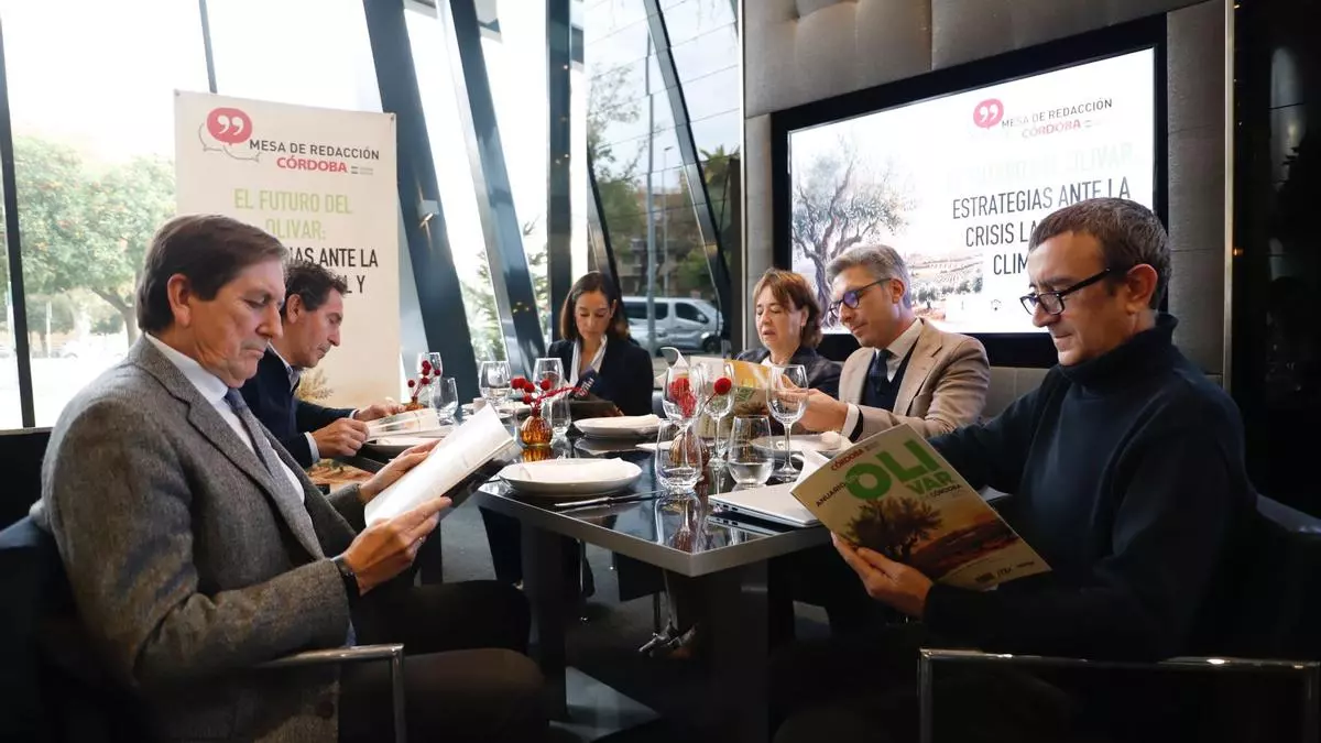 Más producción y apoyo al cultivo tradicional, claves del futuro del olivar cordobés