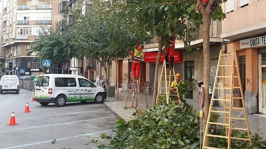 Comienza la campaña de poda de 20.000 moreras