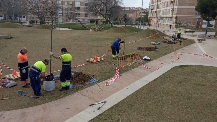 El Ayuntamiento de Huesca plantará 350 árboles en la ciudad de las próximas semanas