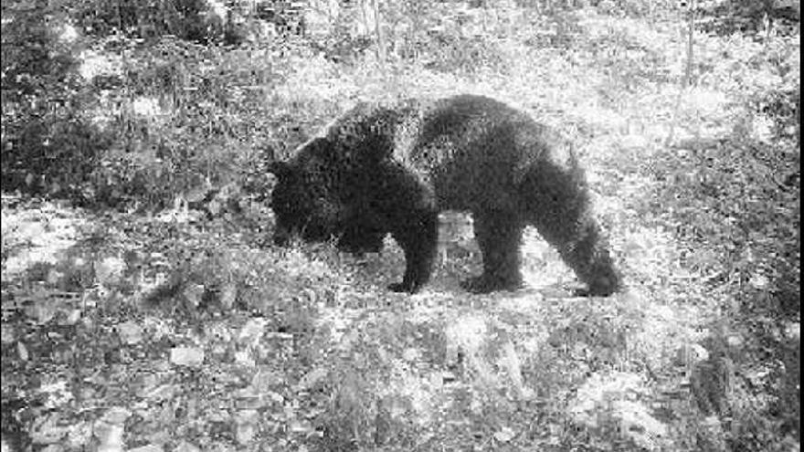 Un oso, comiendo castañas en un bosque de Belmonte.