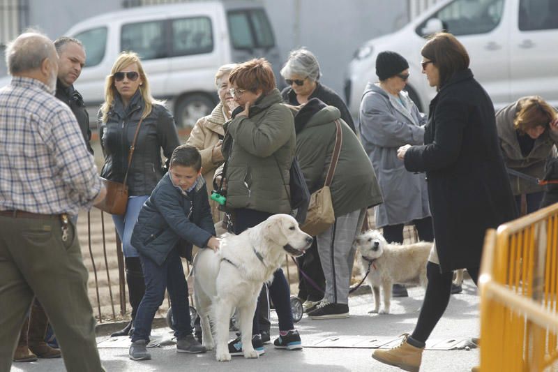 Benidición de animales en la Ermita de Vera y en la Punta