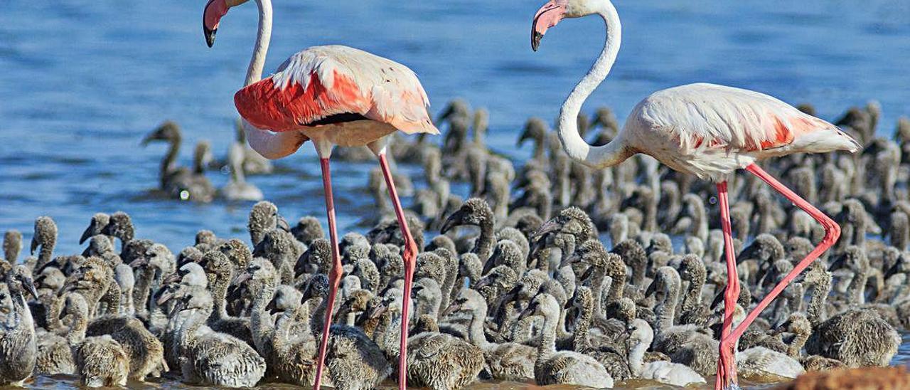 Numerosas crías junto a varios flamencos adultos en el Parque Natural de las Lagunas de Torrevieja y La Mata.