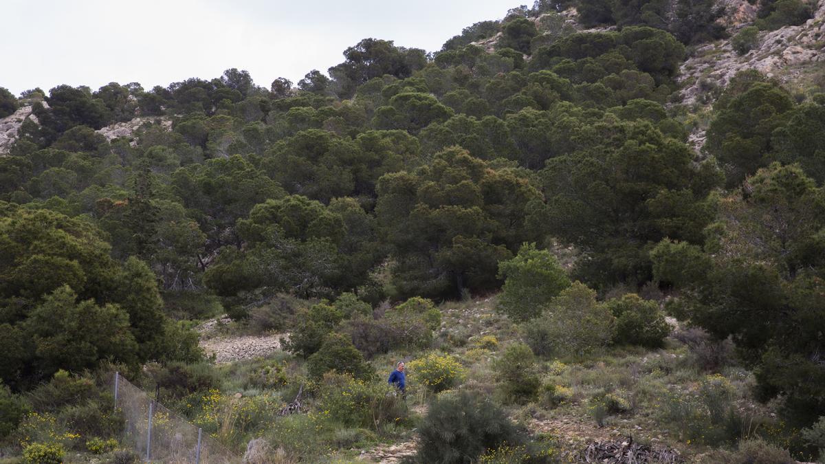 La Serra Grossa es el gran paraje urbano de la ciudad de Alicante