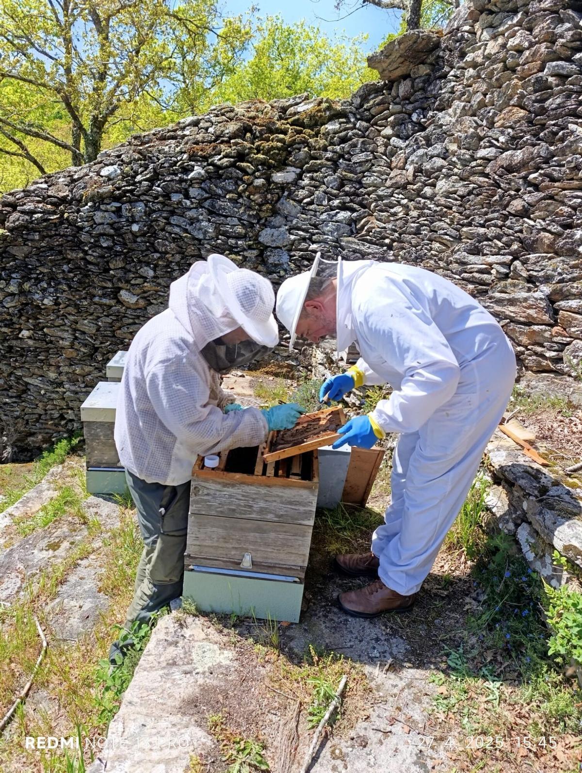 El proyecto incluyó un experimento con feromonas en las colmenas El proyecto incluyó un experimento con feromonas en las colmenas
