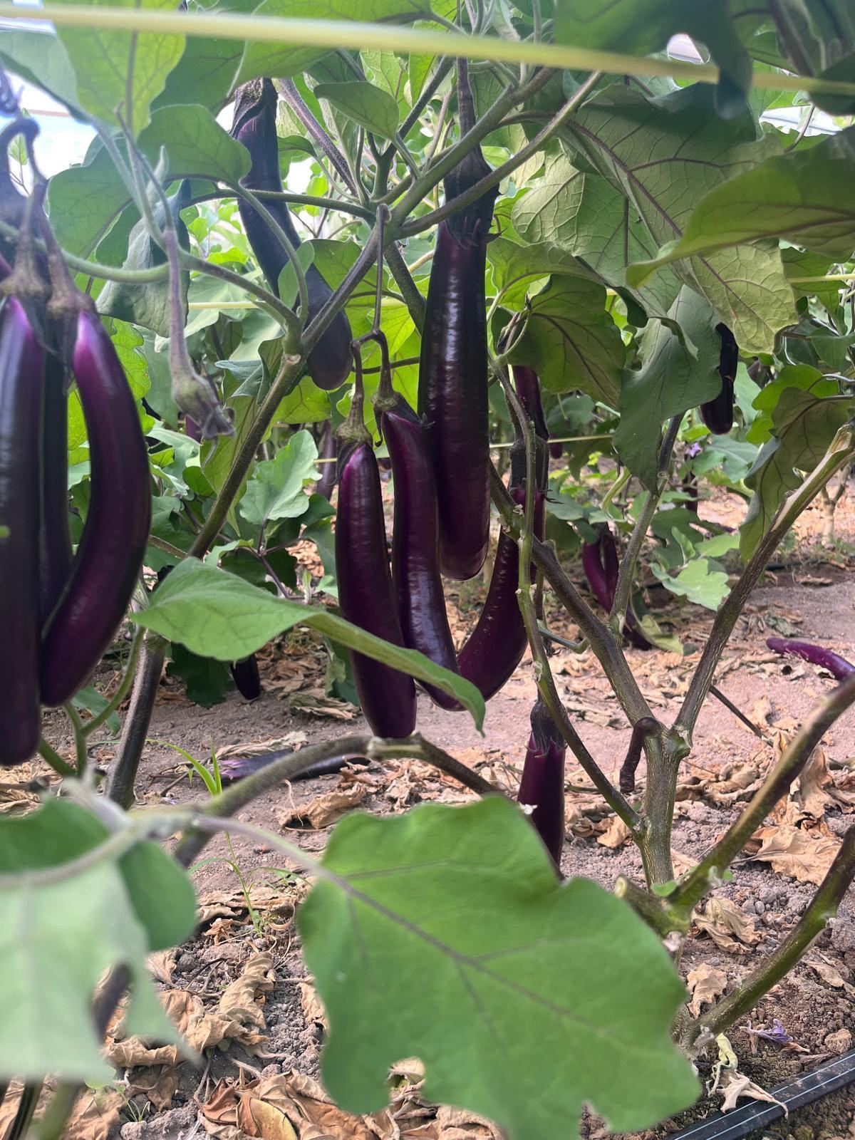 Berenjenas violetas en la mata.