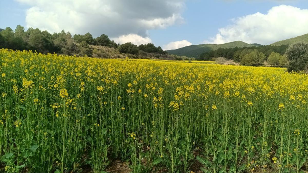 Terrenys on es projecta ubicar la futura planta, en terme de Sant Mateu