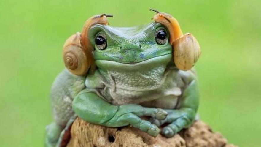 La princesa Leia del mundo animal.