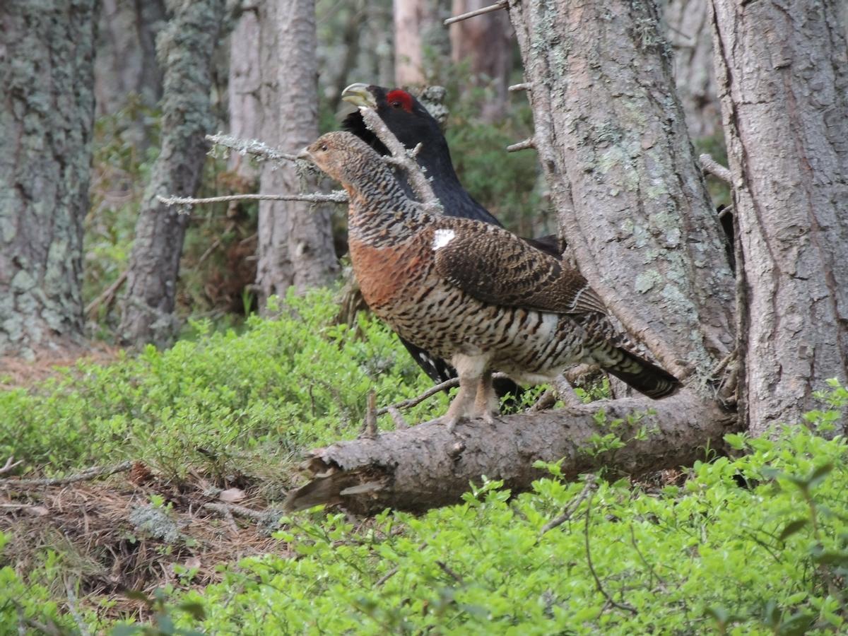 Dos urogallos (macho y hembra) en los Pirineos catalanes.