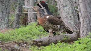 Dos urogallos (macho y hembra) en los Pirineos catalanes. 