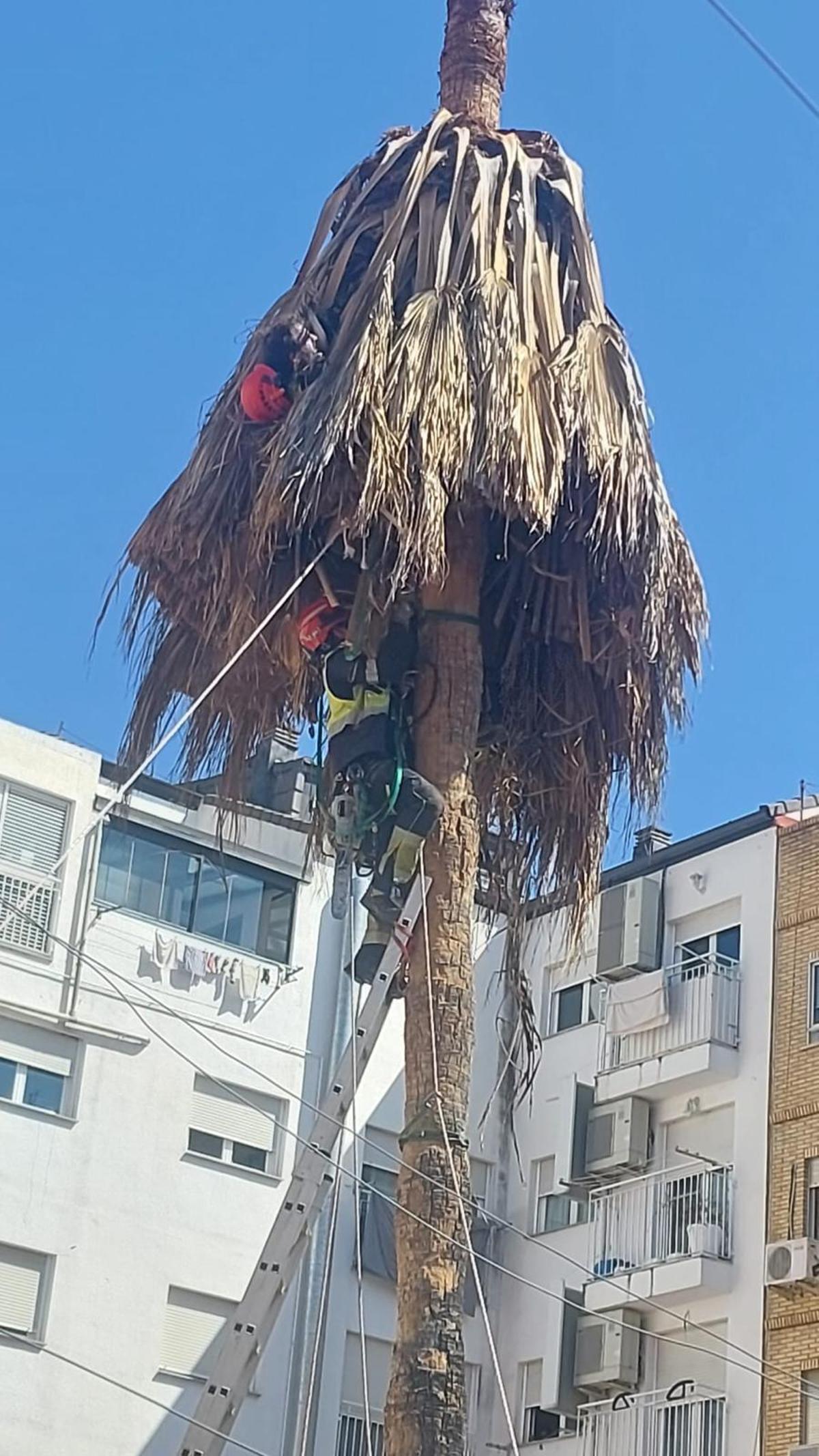 El operario de jardinería se desmayó en lo alto de la palmera