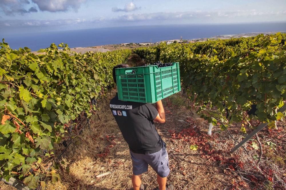 Comienzo de la vendimia 2019 en Tenerife