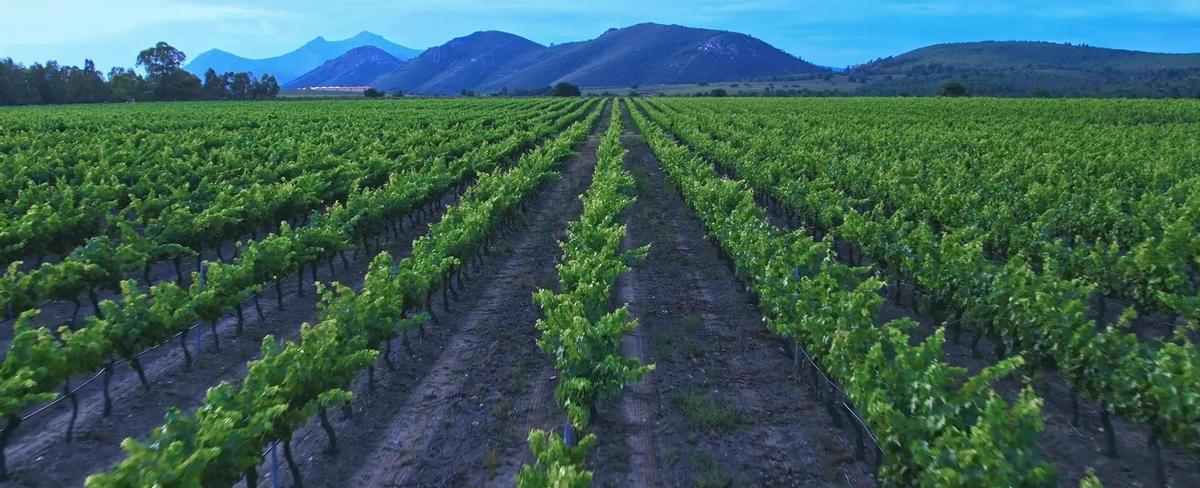 Viñedos de Bodegas Ruiz Torres