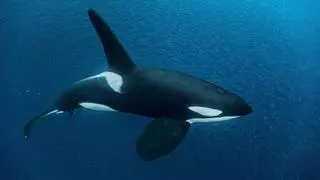 Las orcas del Estrecho hunden otro barco y enseñan a sus crías cómo hacerlo