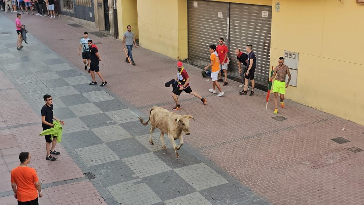 I Vaca de la Juventud en Benavente.