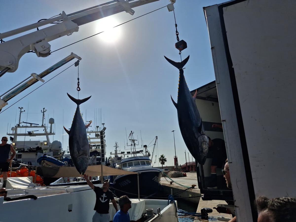 Actividad frenética en el puerto de Xàbia: las imágenes de la descarga de los atunes