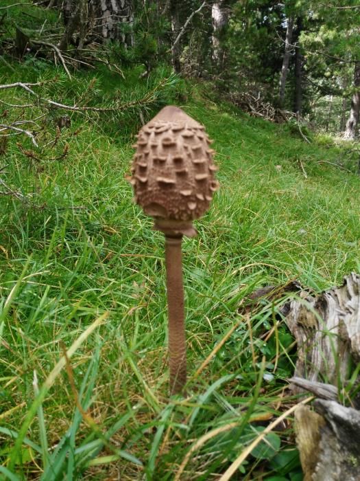 Macrolepiota procera