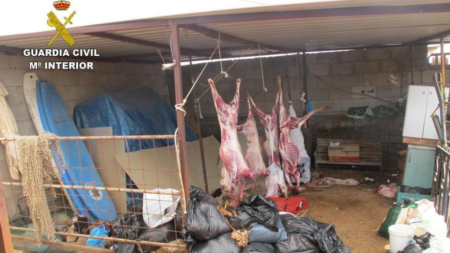 Más de 50 personas denunciadas por una matanza clandestina de ganado