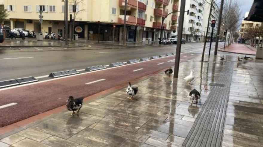 Nueva excursión de los patos del parque de la Paz