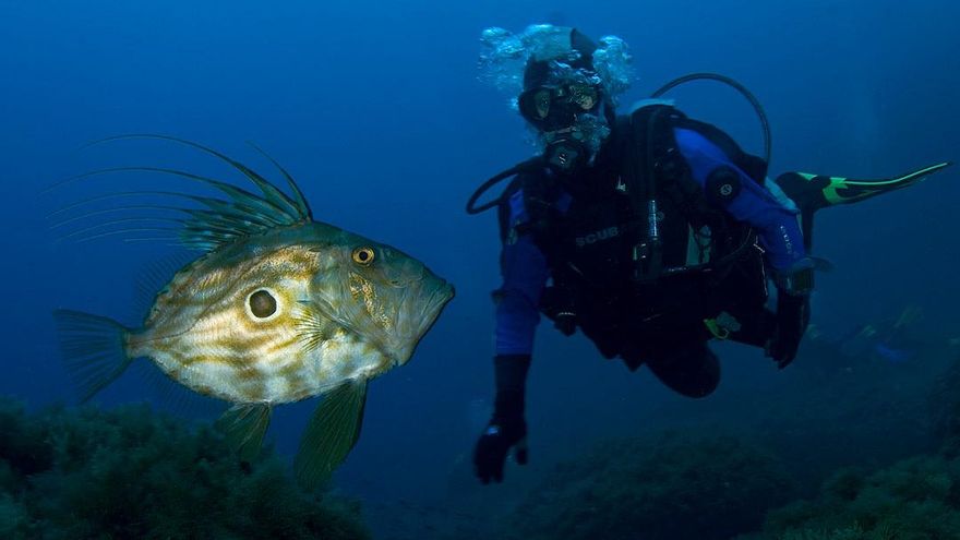 FOTOS | Calvià es uno de los mejores lugares de España para iniciarse en el mundo del submarinismo