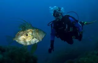 Calvià es uno de los mejores lugares de España para iniciarse en el mundo del submarinismo
