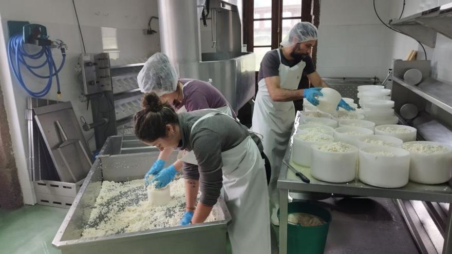 Proceso de elaboración de quesos de oveja en Allariz. |   // F. CASANOVA