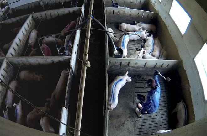 Denuncian por maltrato animal a una granja porcina en Arauzo de Torre (Burgos)