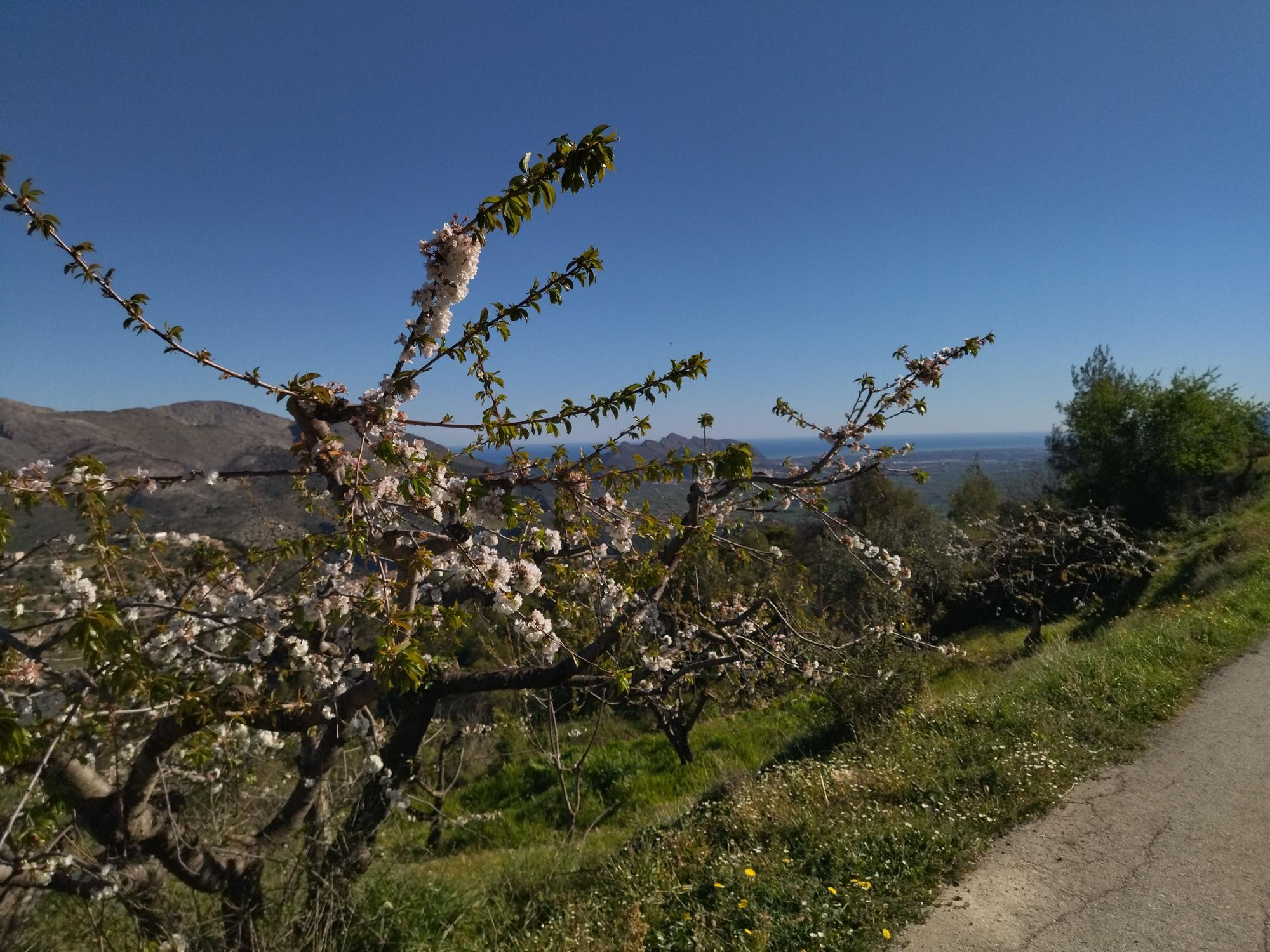 El "Hanami" valenciano: ya florecen los cerezos en la Vall de Laguar