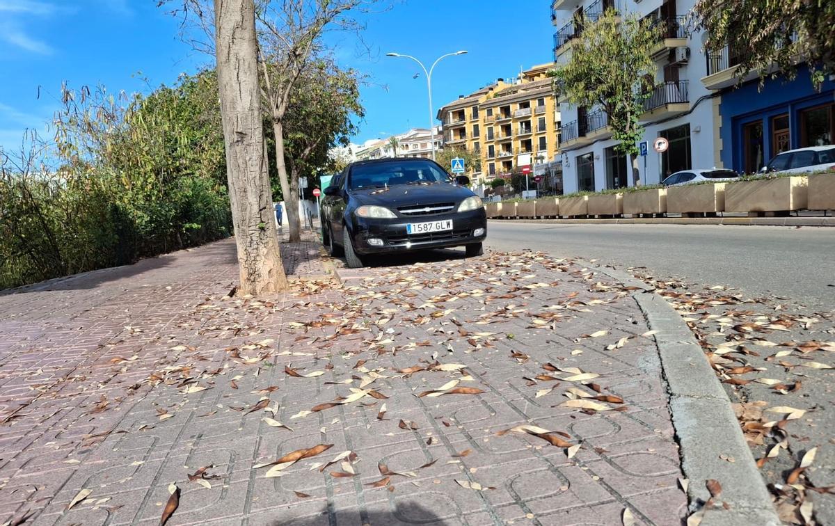 Vainas secas caídas de las acacias en Xàbia