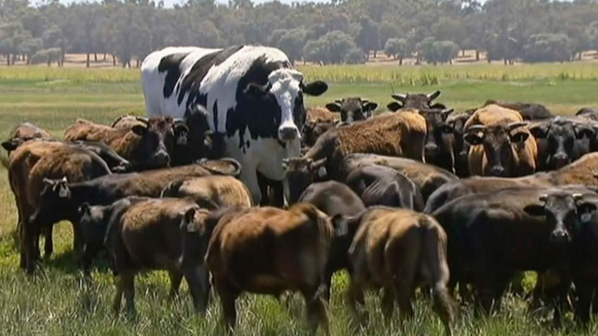 Knickers, la vaca gigante de Australia, mide dos metros y pesa 1.400 kilos.