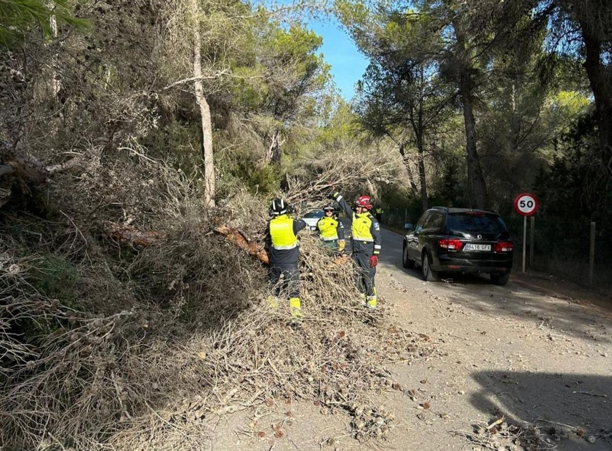 Retirada de un árbol caído en la carretera de Sant Carles. | BOMBEROS