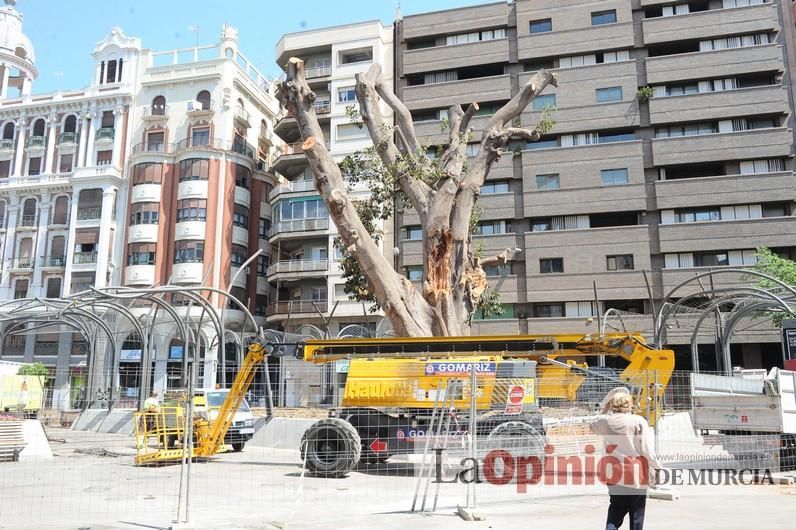 El estado final del ficus de Santo Domingo