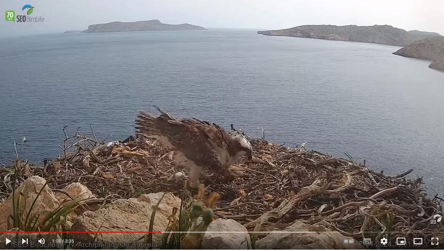 El águila pescadora del Parque Nacional de Cabrera pone su segundo huevo en un directo de Youtube