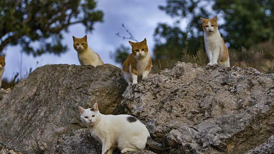 Ejemplares de gatos urbanos salvajes, en una foto de archivo | PERALES IBORRA