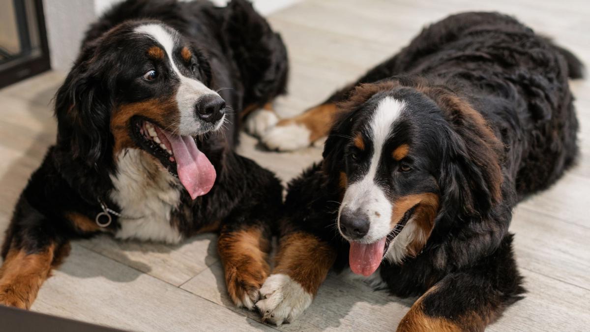 PERROS | ¿Sabes que puedes clonar a tu perro o gato?