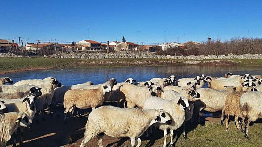 Rebaño de ovejas al lado de una laguna con escarcha en Muga de Sayago.