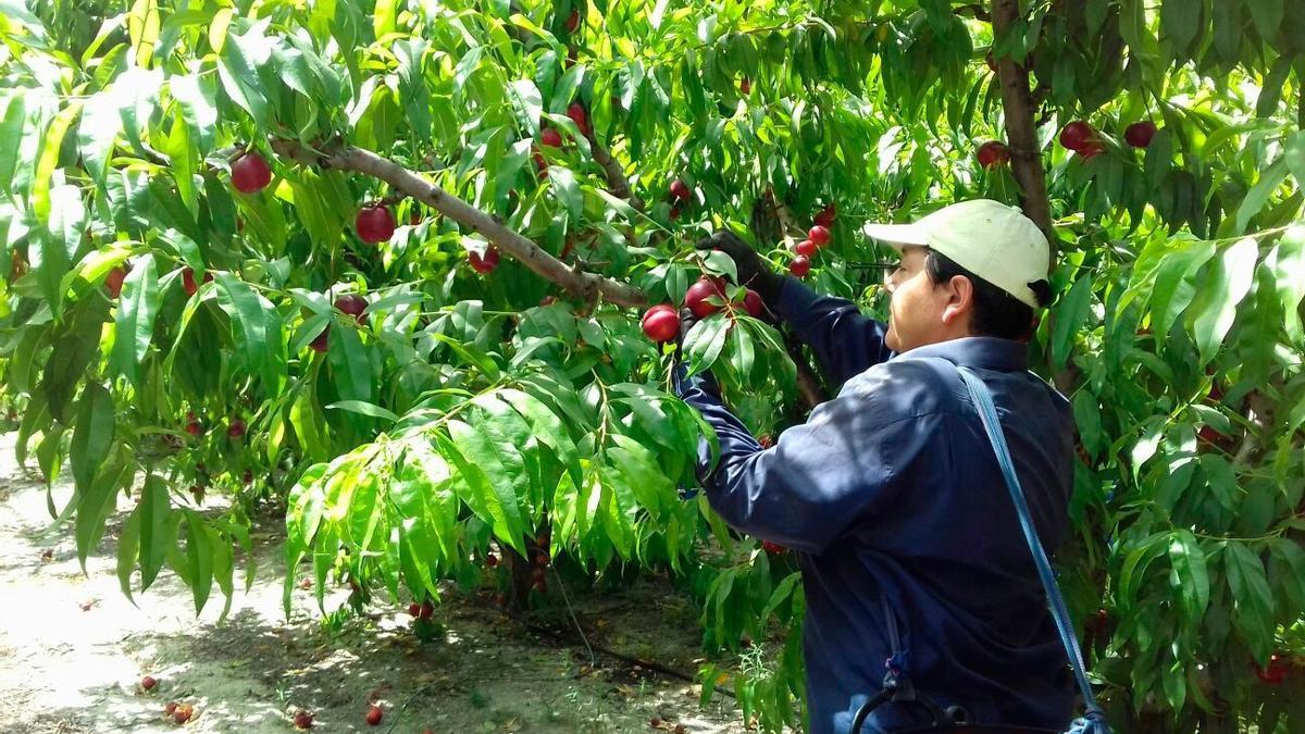 Un jornalero trabaja en la recogida de fruta.