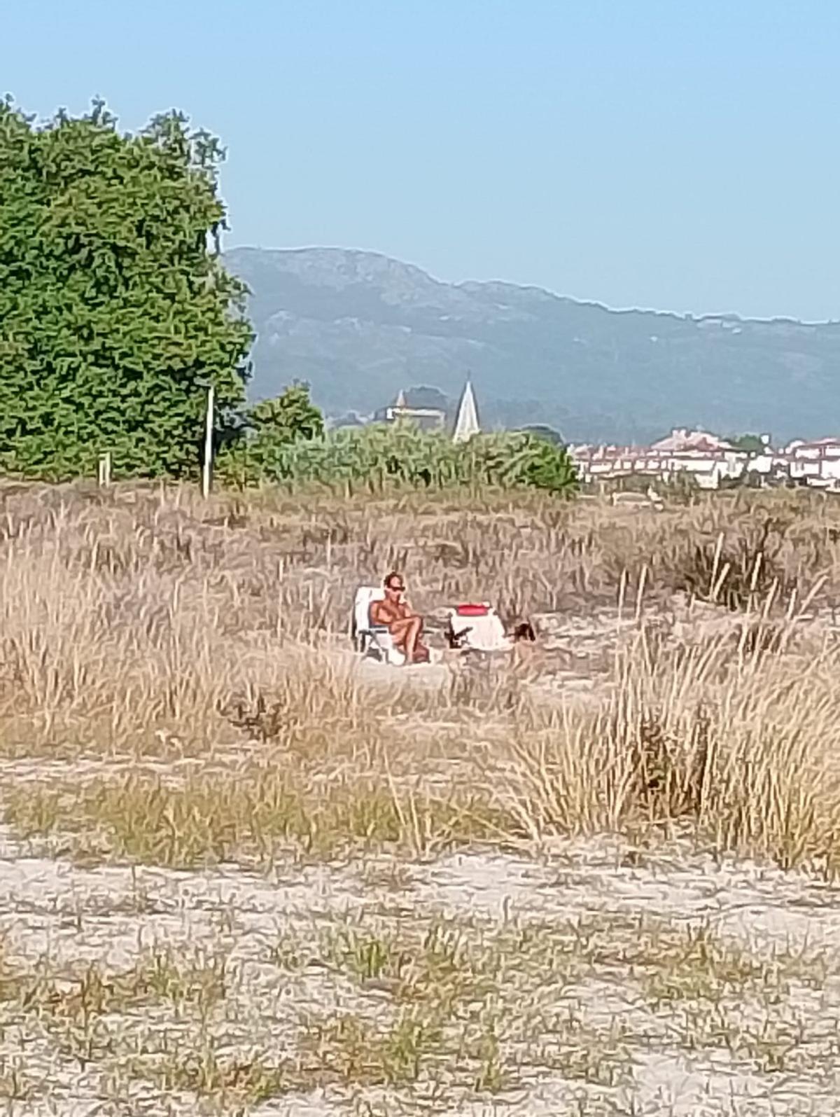 Tumbonas en medio de la vegetación dunar este verano.