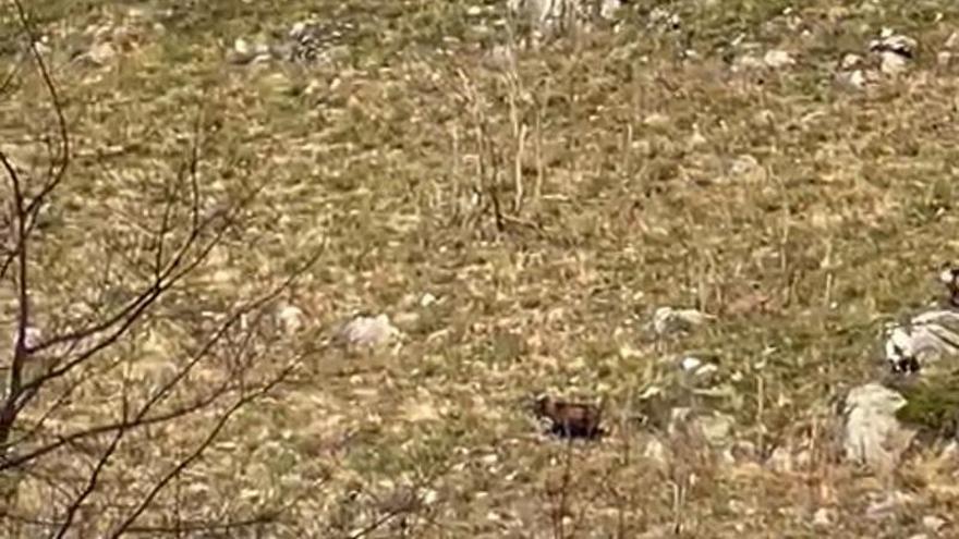 Alarma en Arenas de Cabrales al avistarse un lobo en las cercanías del pueblo