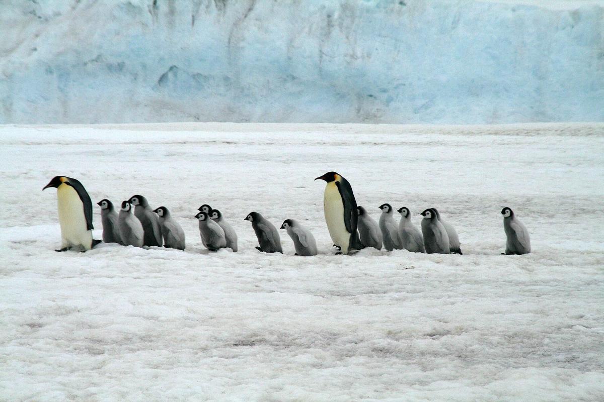 Un grupo de pingüinos emperadores en la Antártida