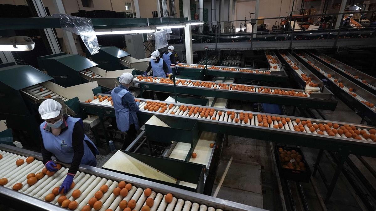 El aforo de producción de naranja dulce en la campaña 2021/2022 calculado por la Junta de Andalucía es de 1.692.631 toneladas.