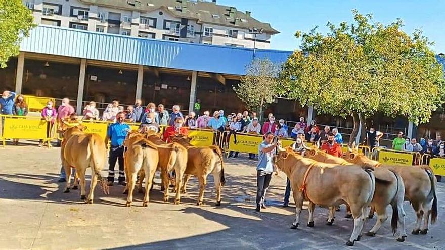 Un momento del concurso, con varias reses en el centro del recinto.