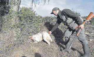 Comienza la temporada de caza con el conejo y el aguardo nocturno del jabalí