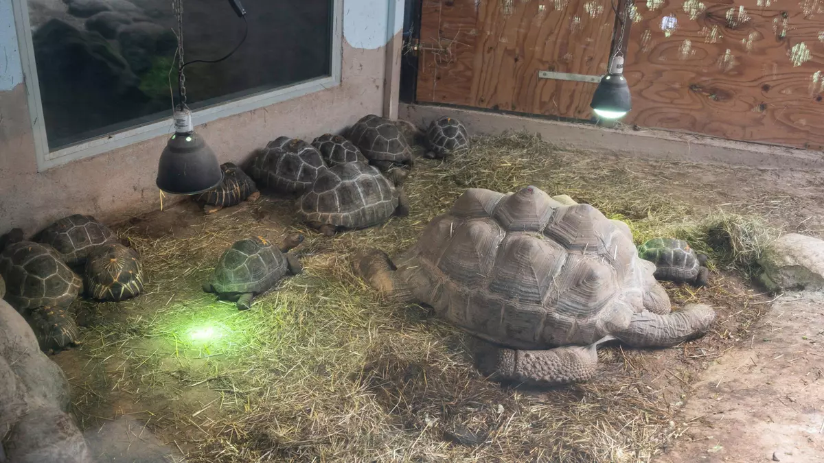 Aparece una tortuga mordedora en el rodal de Sabadell: una especie exótica con potencial invasor