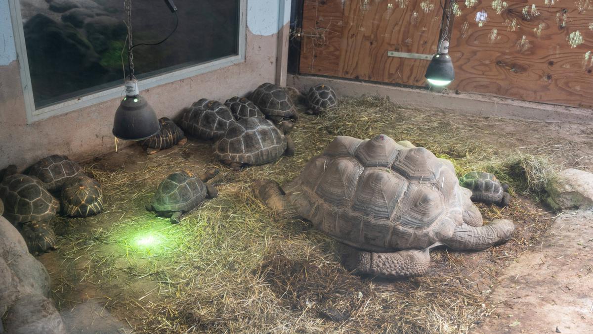 Una tortuga de 100 kilos convive con algunas de las tortugas gigantes de las Seychelles que incautaron de crías en una maleta hace 5 años.
