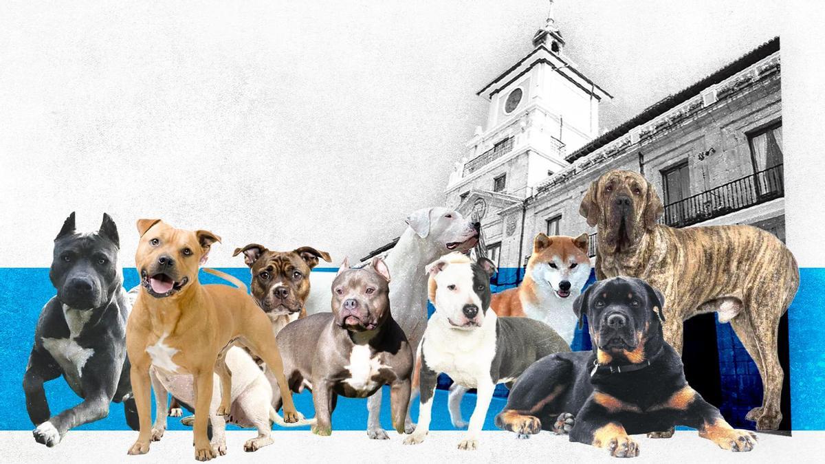Oviedo supera los 1.200 perros potencialmente peligrosos