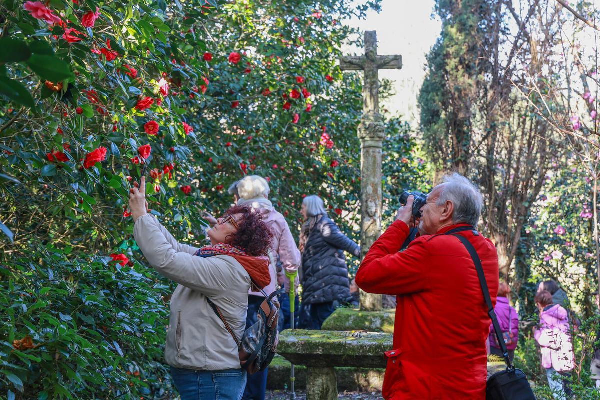 La Ruta de las Camelias en Flor estrenó esta mañana el programa Trenes Turísticos de Galicia.