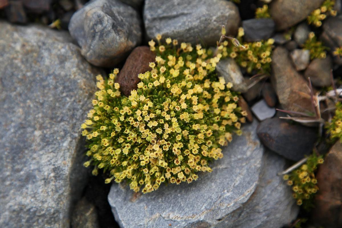 La 'Colobanthus quitensis', una de las dos plantas que hay en la Antártida
