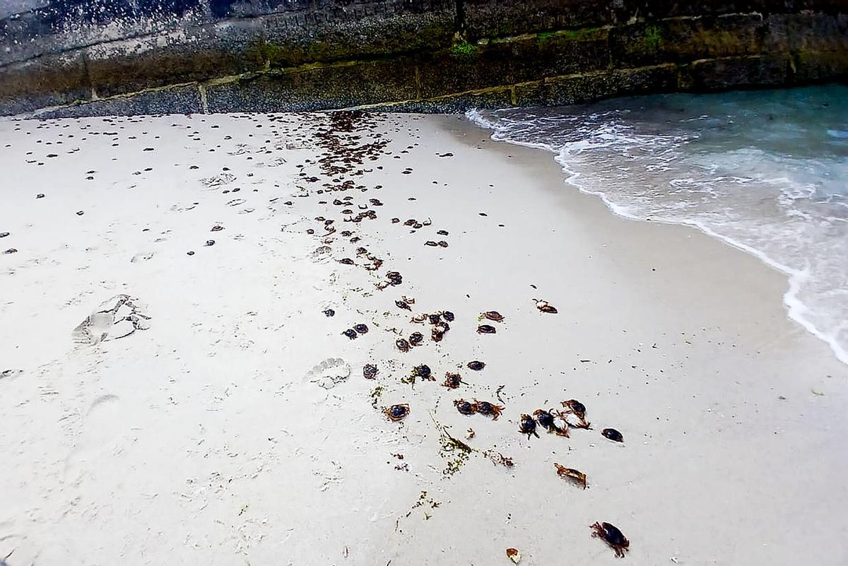 ILLAS CÍES (VIGO), 26/06/2026.- Las playas y zonas rocosas del archipiélago de las Illas Cíes han vuelto a teñirse de miles de ejemplares de cangrejos patudos, conocidos en Galicia como patexos o pateiros, un fenómeno que se produce por tercera vez en lo que va de año. EFE/Parque Natural de las Islas Atlánticas de Galicia CRÉDITO OBLIGATORIO SOLO USO PERMITIDO PARA ILUSTRAR LA NOTICIA QUE APARECE EN EL PIE DE FOTO SÓLO USO EDITORIAL. CRÉDITO OBLIGATORIO